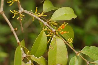 Macrosolen cochinchinensis